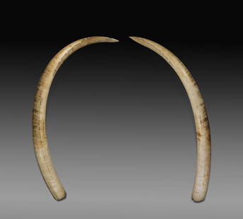 PAIR MASSIVE AFRICAN IVORY TROPHY TUSKS: 非洲象牙 一對 PAIR MASSIVE AFRICAN IVORY TROPHY TUSKSPair of important, unmounted African elephant ivory trophy-size tusks; together weighing approx. 157 lbs (80 lb