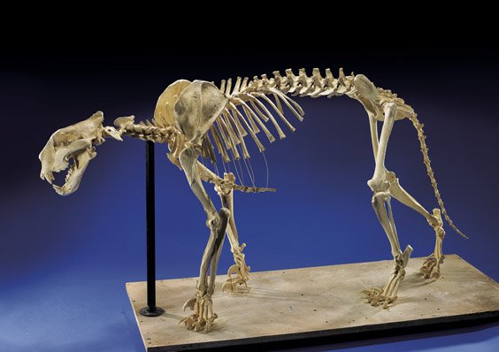 Full-Sized Tiger Skeleton Model: Full-Sized Tiger Skeleton ModelFull sized tiger skeleton model; of a sub-adult male tiger in full and correct detail (some minor paint flaking and minimal repair to plaster); L: 63 1/2", wood base; Pr