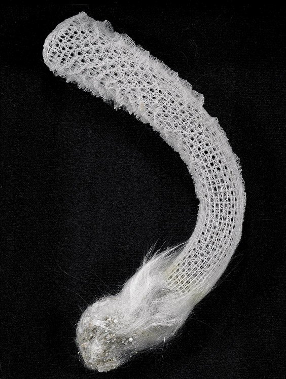 SACRED VENUS FLOWER BASKET: SACRED VENUS FLOWER BASKET Euplectella aspergillum The extremely rare Venus flower basket, or glass sponge, has the uncanny appearance of being made up of fine and intricate lace spun from glass fiber