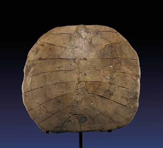 FINE FOSSIL TURTLE SHELL: FINE FOSSIL TURTLE SHELL Aspideretes sp. Late Cretaceous Hell Creek Formation, Wibaux Co, Montana This is an exceptional relic from the soft-shelled Aspideretes turtle that inhabited North America ove