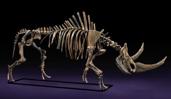 Superb  massive wooly rhinoceros skeleton