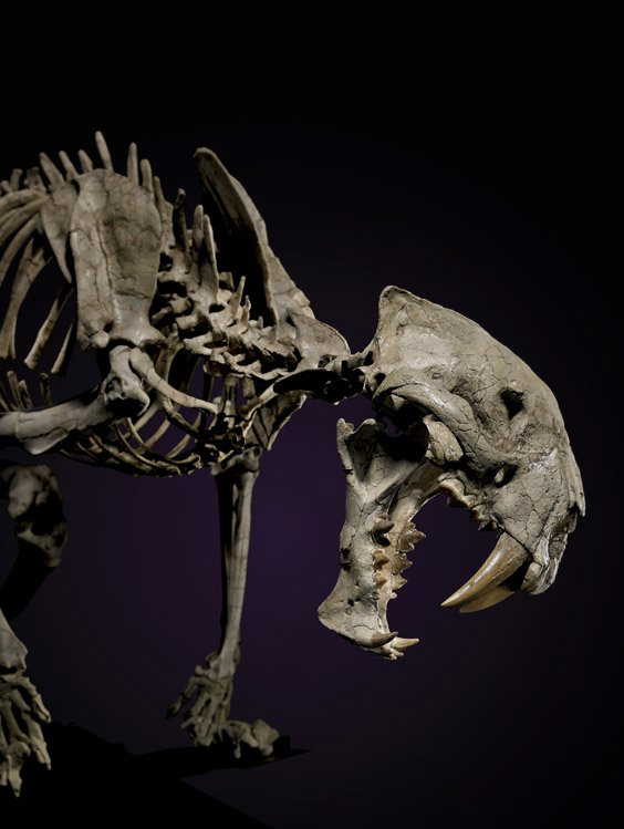 A SUPERB SABER-TOOTH TIGER SKELETON
