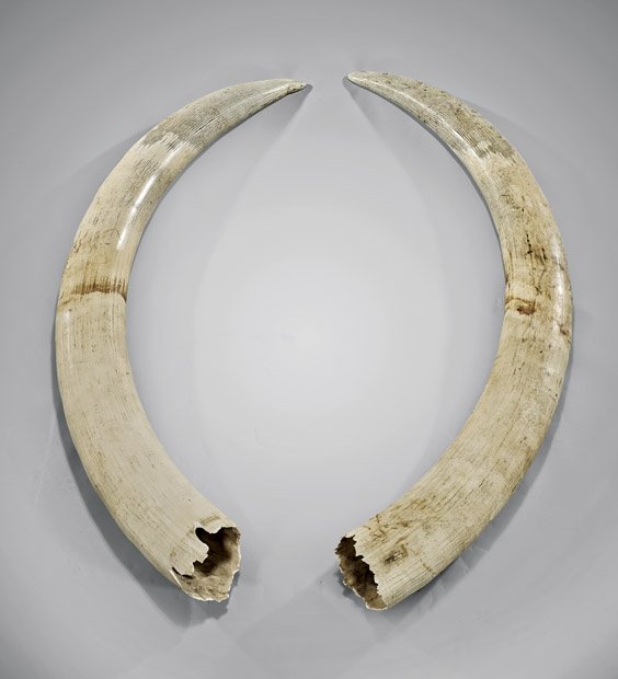 PAIR OLD IVORY ELEPHANT TUSKS: PAIR OLD IVORY ELEPHANT TUSKS Pair of old ivory elephant tusks; unpolished, displaying typical crazing and stains; total weight approx. 68.5 lbs; L: 54 1/2" (each approx. along the outer edge) 古