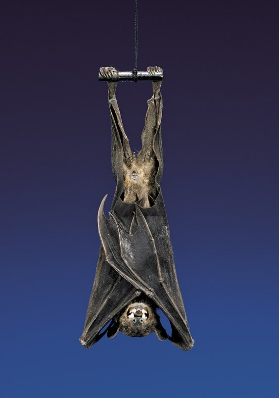 FRUIT BAT SPECIMEN: FRUIT BAT SPECIMEN Rousettus leschenaulti East Java, Indonesia Despite its ferocious-looking teeth, the Leschenault's Rousette feeds mostly on fruit juice and nectar. The present specimen is finely pr