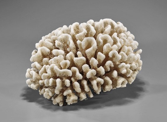 Large White Coral Group: Large White Coral Group Large white coral group; of rounded form with natural growth patterns; L: 12 1/2"