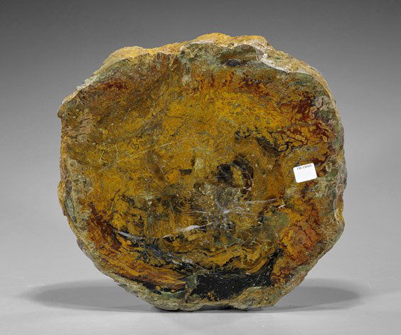 Petrified Wood Polished Slice (1 of 1)