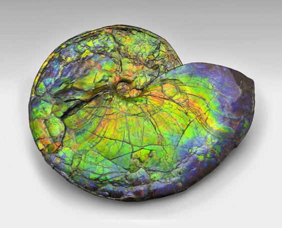 SUPERB PRECIOUS GEM AMMOLITE (1 of 2)