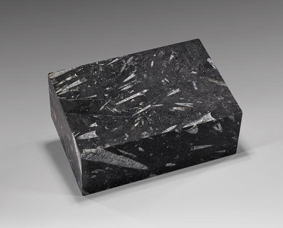 ORTHOCERAS MARBLE BOX (1 of 1)