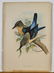 Two Antique English Lithographs by John Gould: Birds