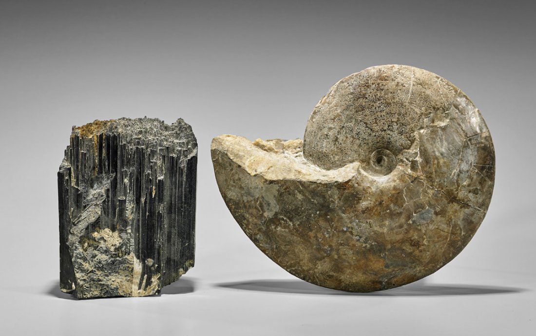 Two Natural History Specimens: Ammonite & Black (1 of 1)