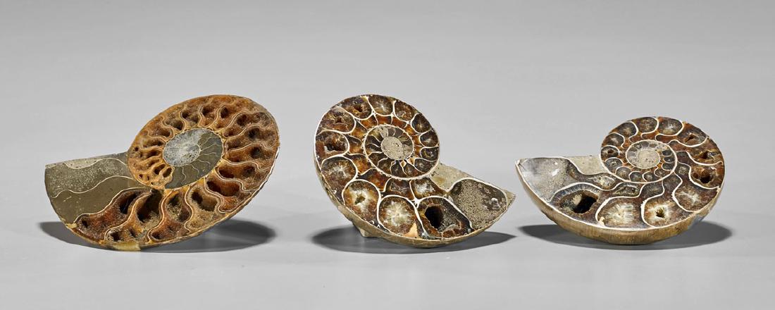 Three Madagascar Ammonite Fossils (1 of 1)