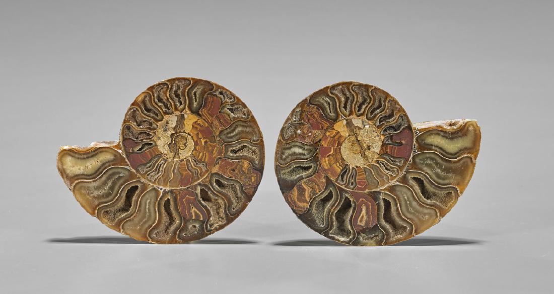 Matched Pair Madagascar Ammonite Fossils (1 of 1)