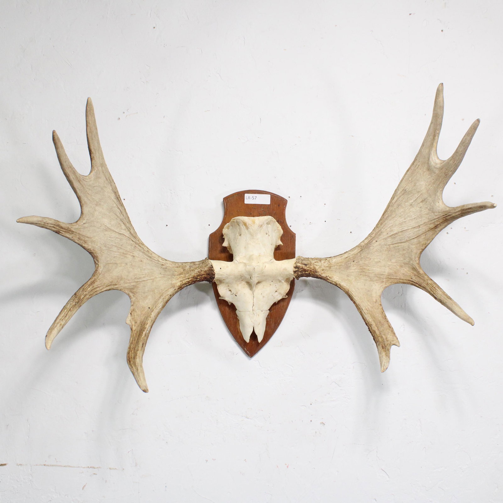 Mounted Antlers likely from a Moose (1 of 6)