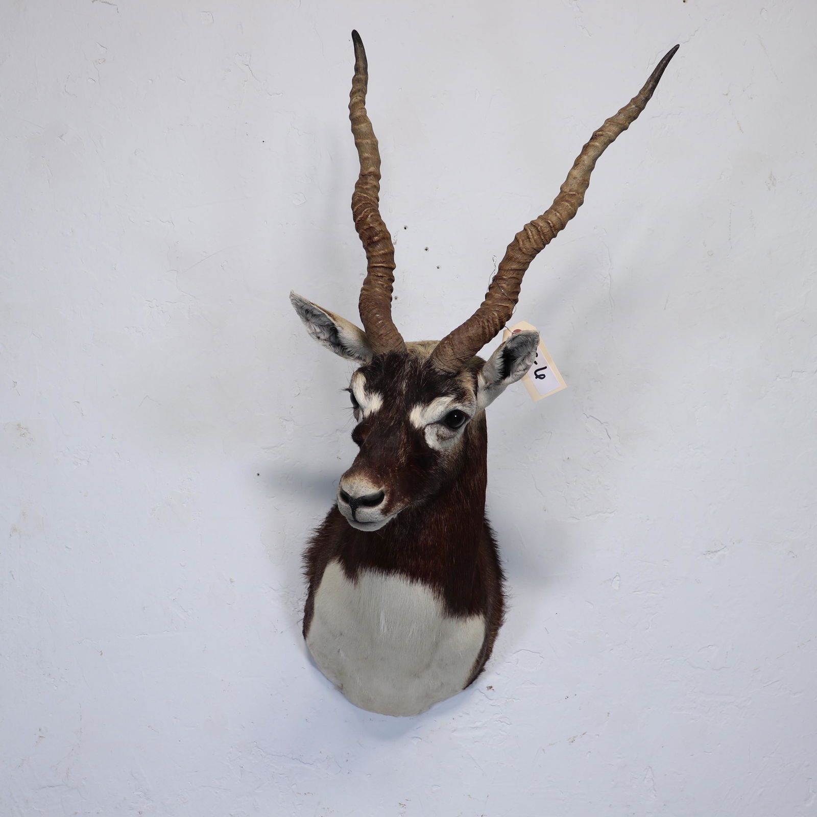 Taxidermy - Black Buck Antelope Shoulder Mount: Taxidermy - Black Buck Antelope Shoulder Mount - 34 in tall x 16 x 18