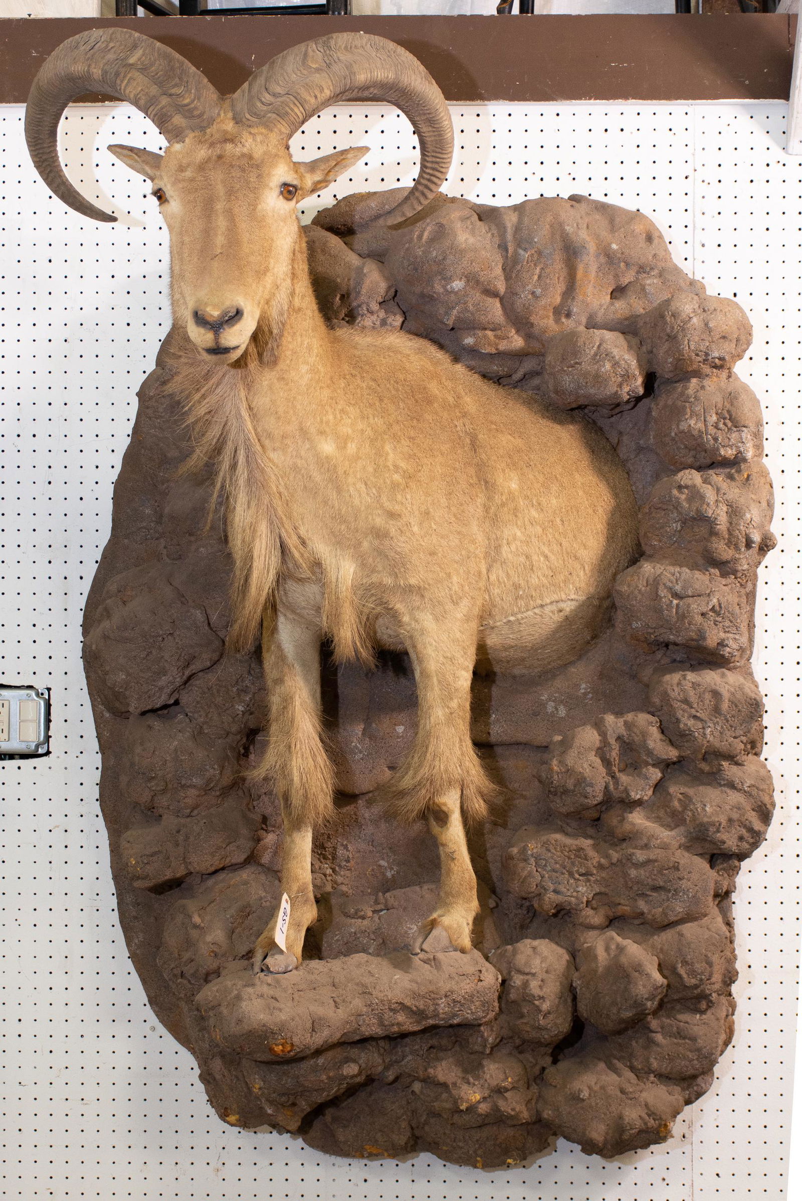 Taxidermy - Aoudad Half Body Mount (1 of 2)