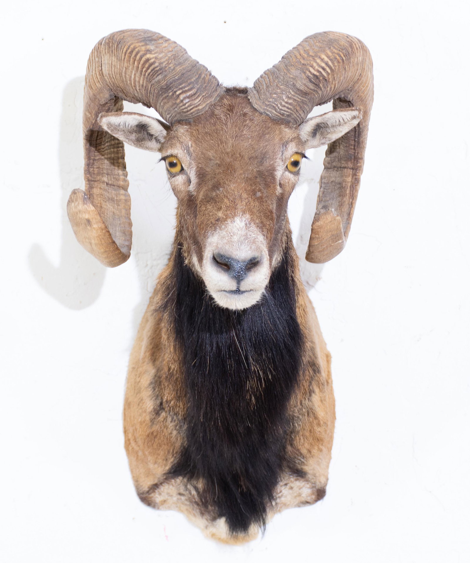 Taxidermy - Mouflon Ram - Shoulder Mt - Full Strain (1 of 3)