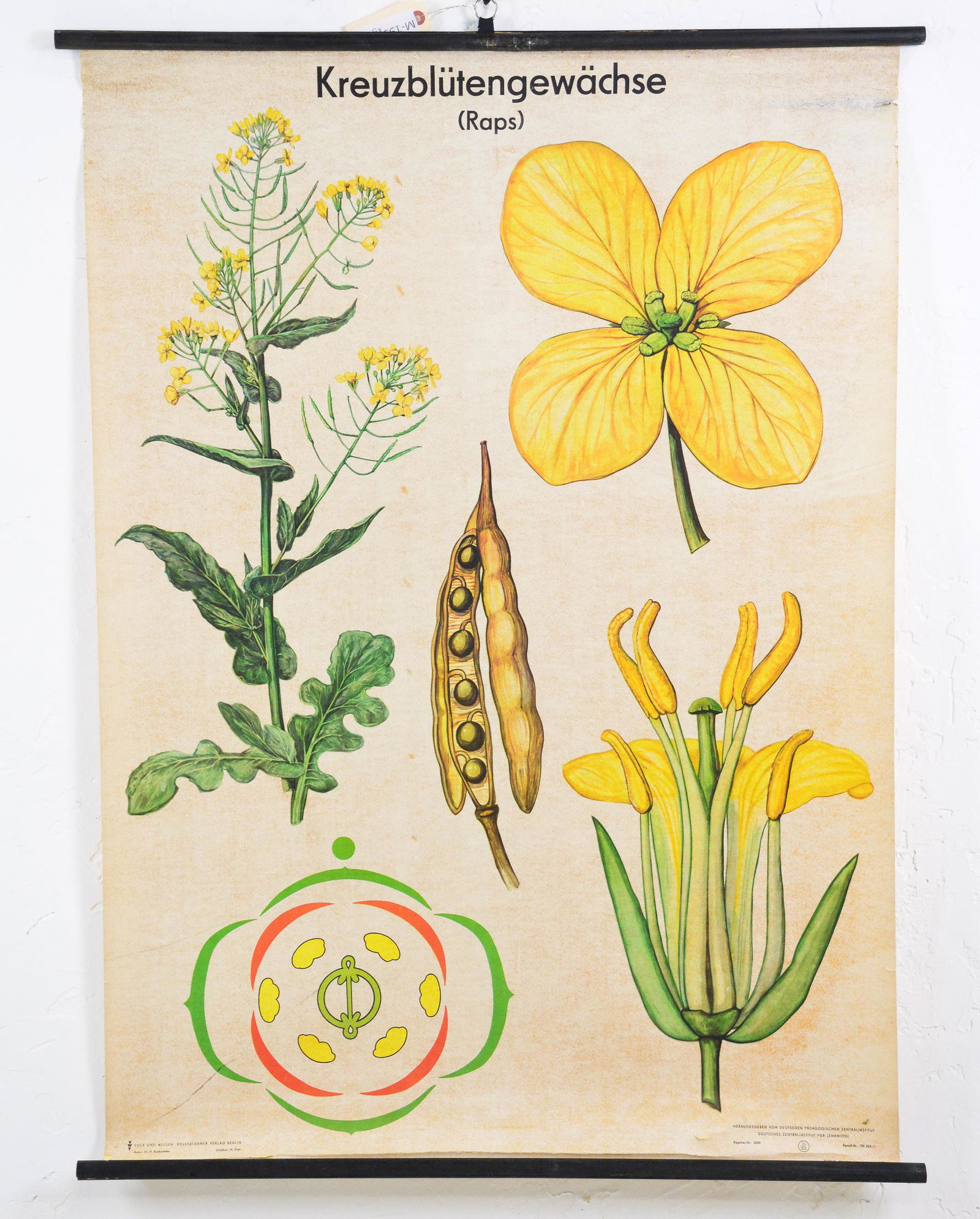 European School Chart - Botanical (1 of 3)