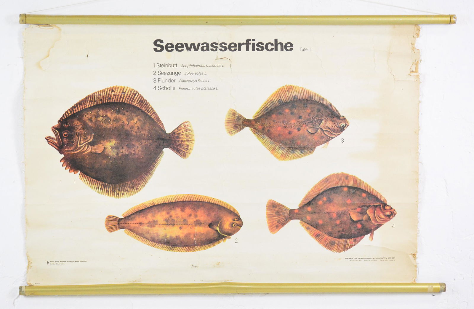 European School Chart - Fish (1 of 4)