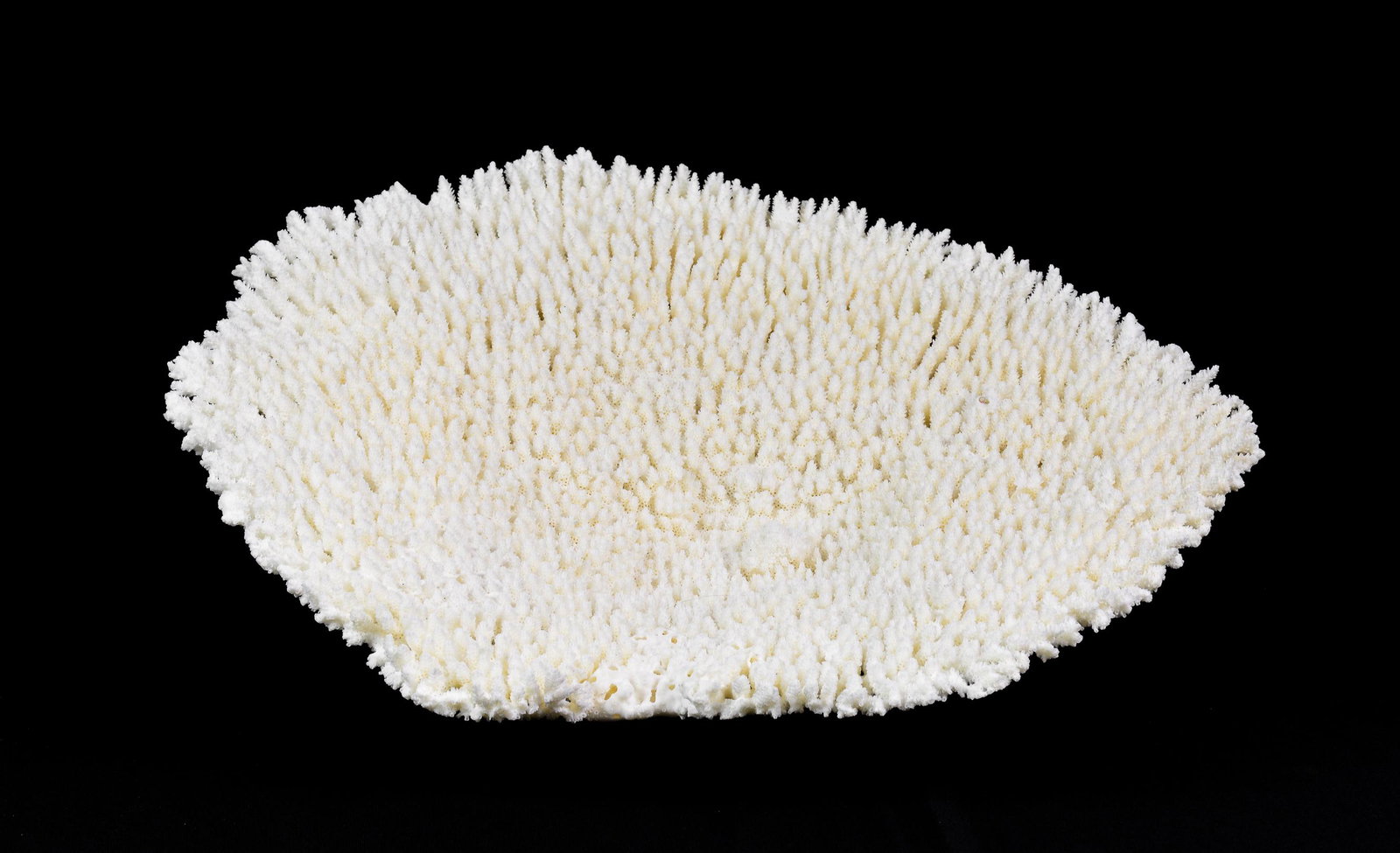 Table Coral - Pacific Ocean, Sustainably Harvested #1: Table Coral - Sustainably Harvested from the Pacific Ocean - 7 in x 17 x 15