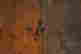 item-116816012=5