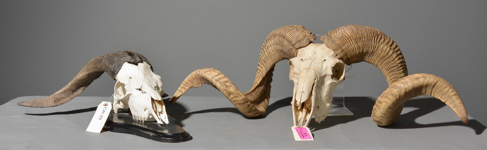 2 Ram / Animal Skull Mounts (1 of 5)