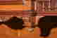 item-126608262=4