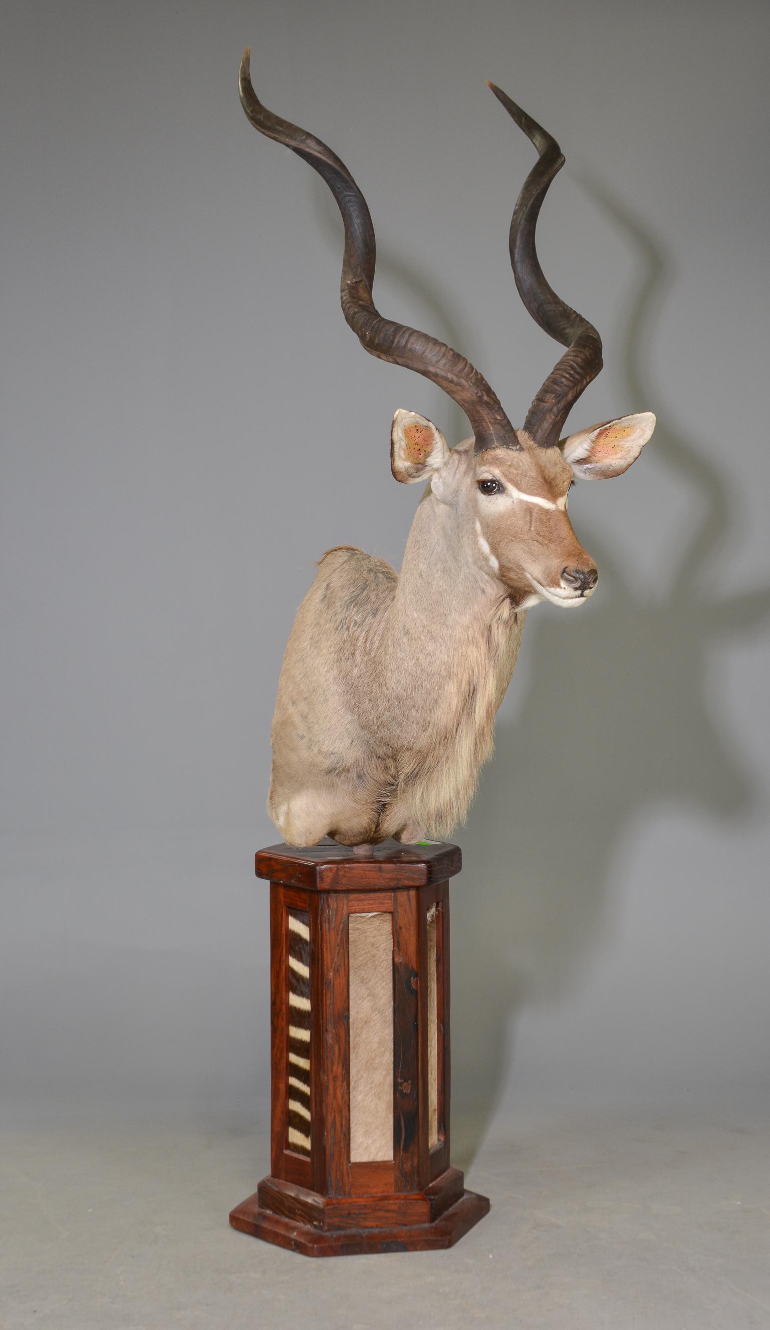 Greater Kudu Shoulder Mount On Pedestal / Stand (1 of 3)