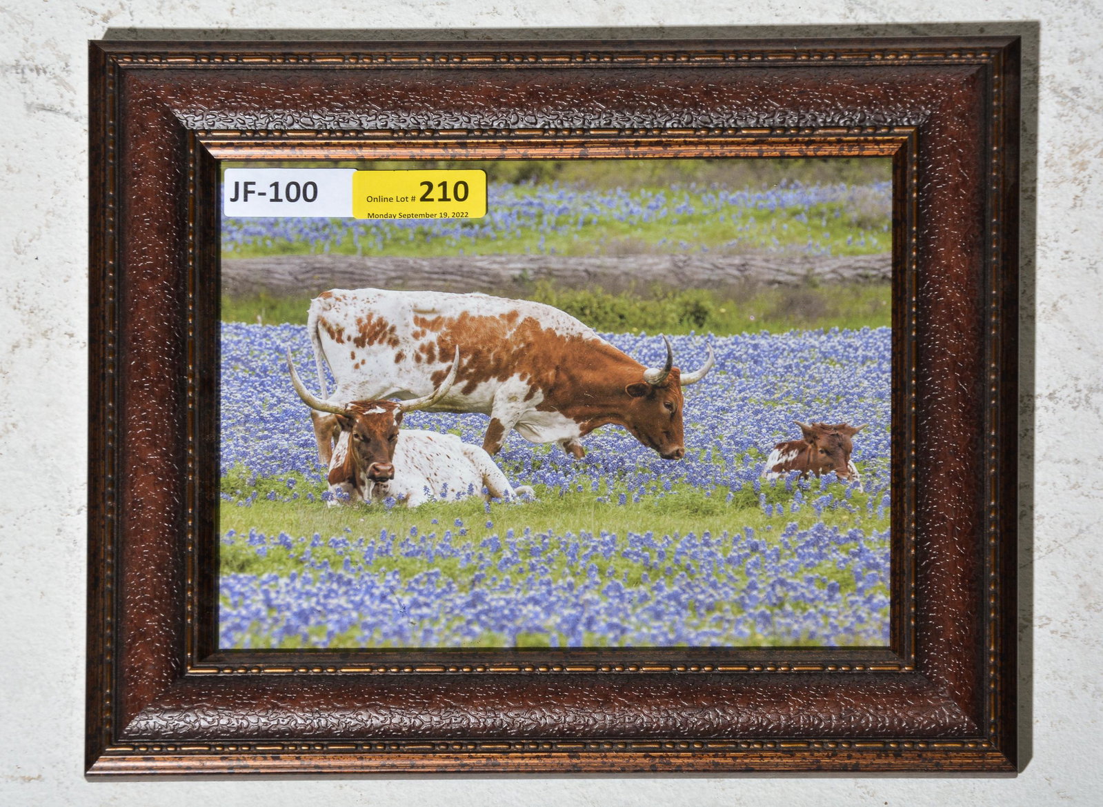 Framed Small Longhorns in Blue Bonnet Field Print: Framed Small Longhorns in Blue Bonnet Field Print - 15 in tall x 18.5 x 1.5