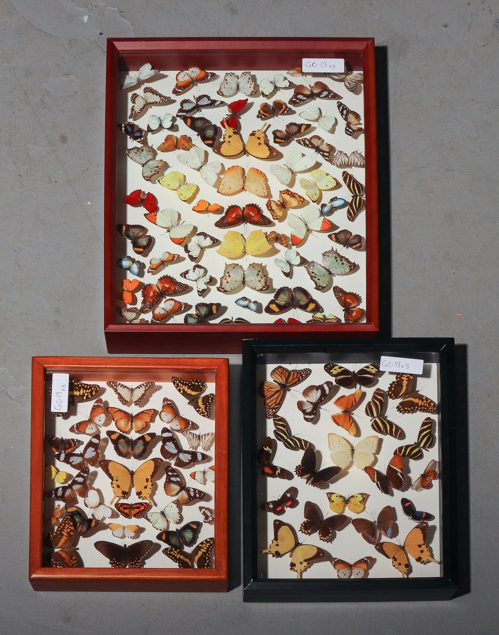 3 Shadow Boxes of Pinned Butterflies (1 of 4)