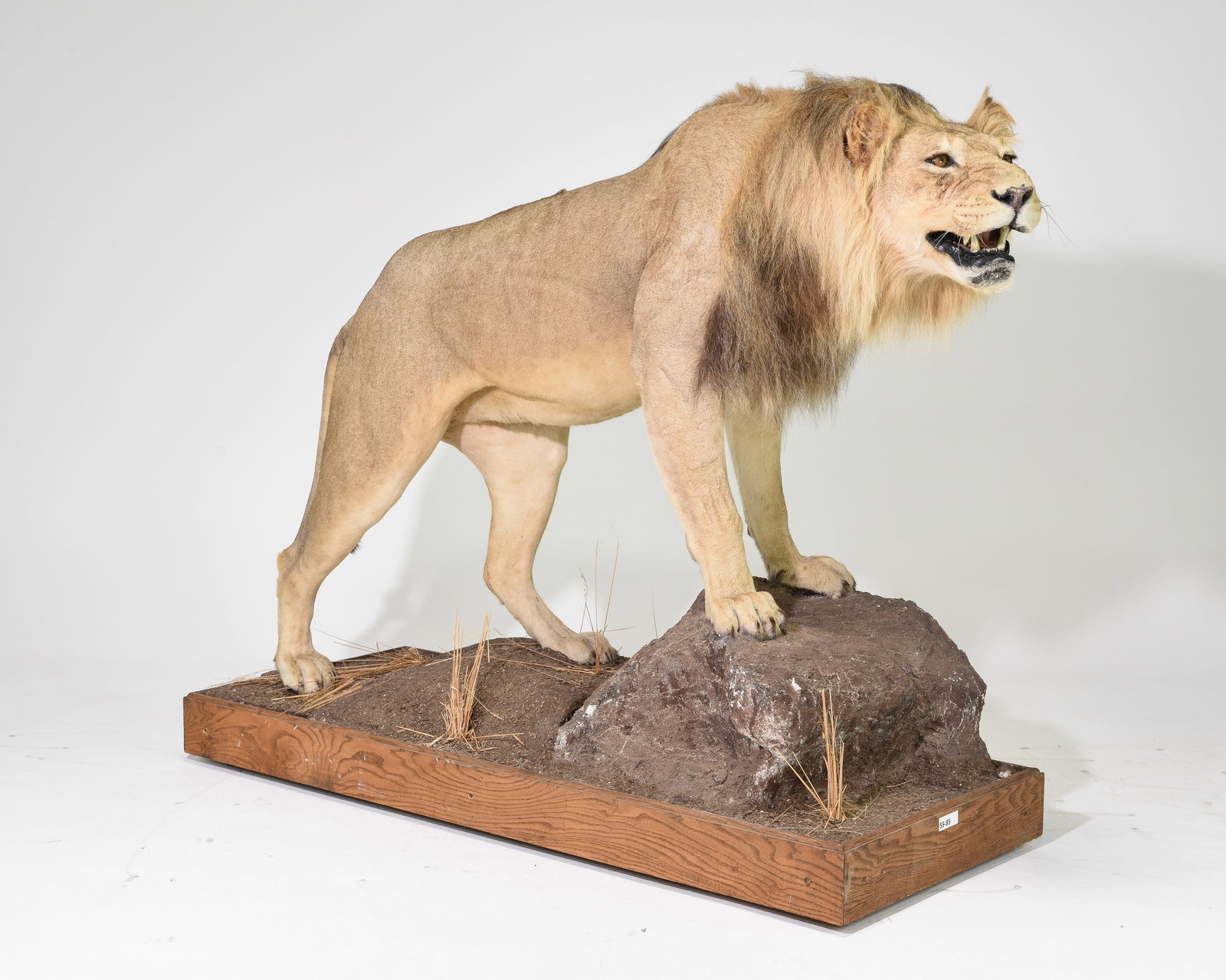 Taxidermy Lion - Full Mount on a Nature Themed Base (1 of 6)