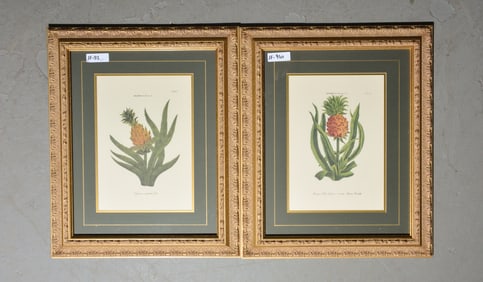 2 Gold Framed Botanical Engravings
