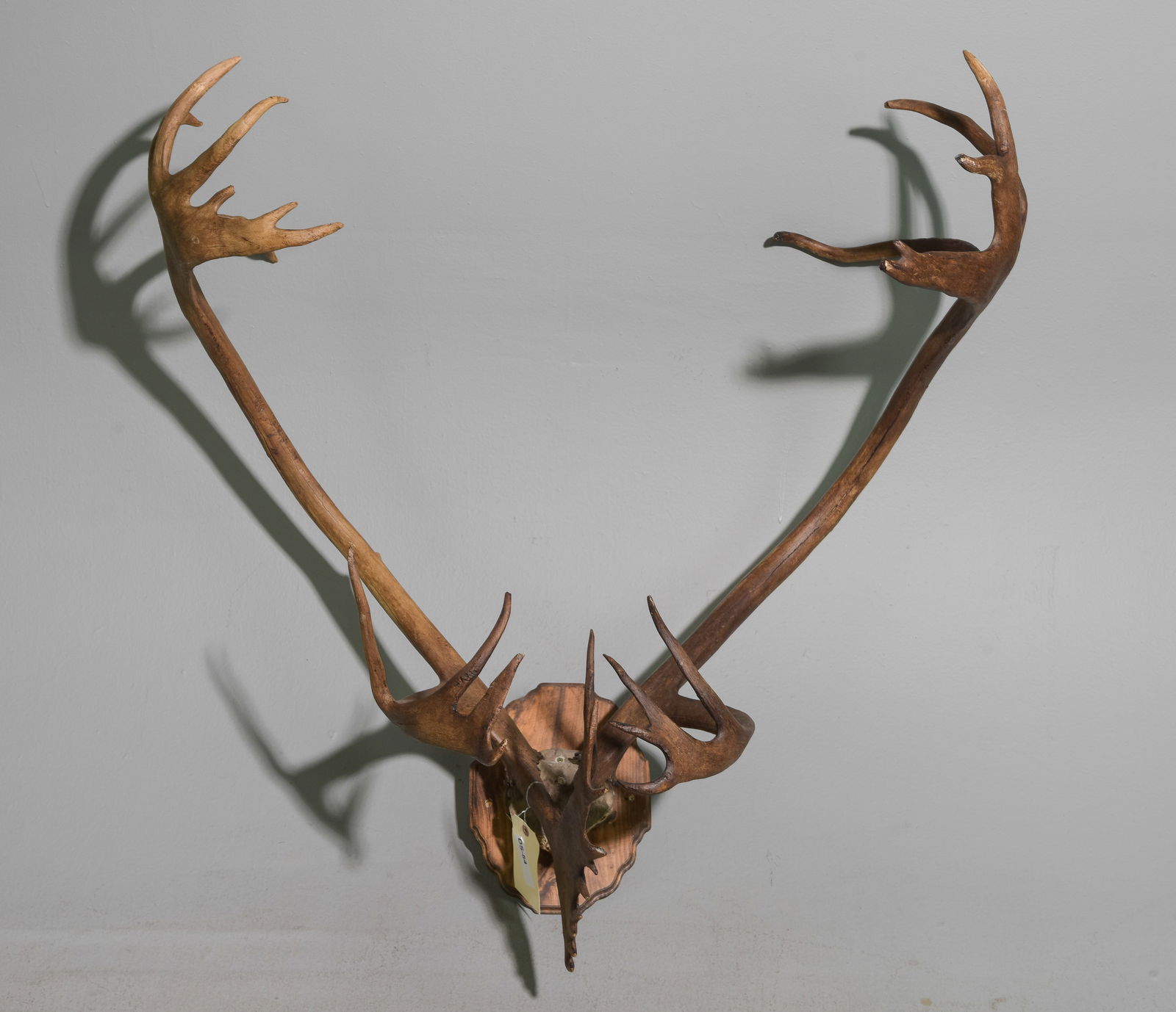 Caribou Horns / Rack Mounted On Wood Plaque #1 (1 of 5)