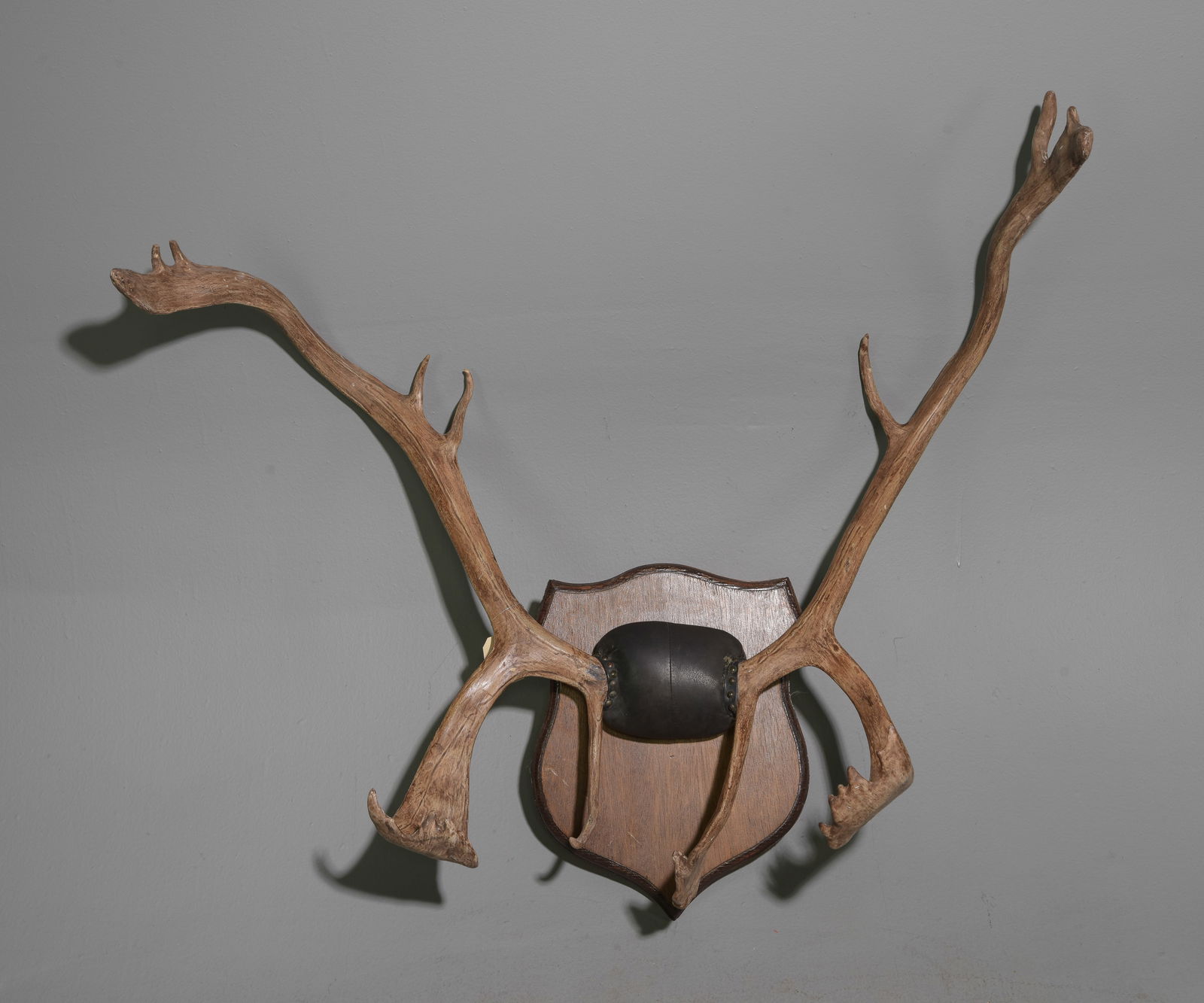 Caribou Horns / Rack Mounted On Wood Plaque #2 (1 of 5)