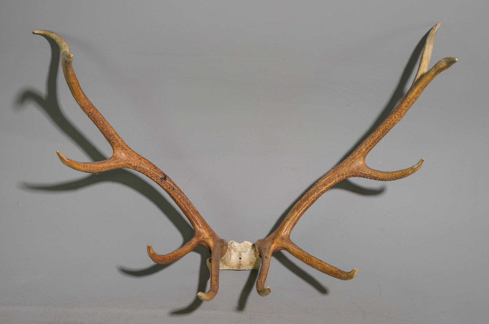 Elk Horns / Rack (1 of 5)
