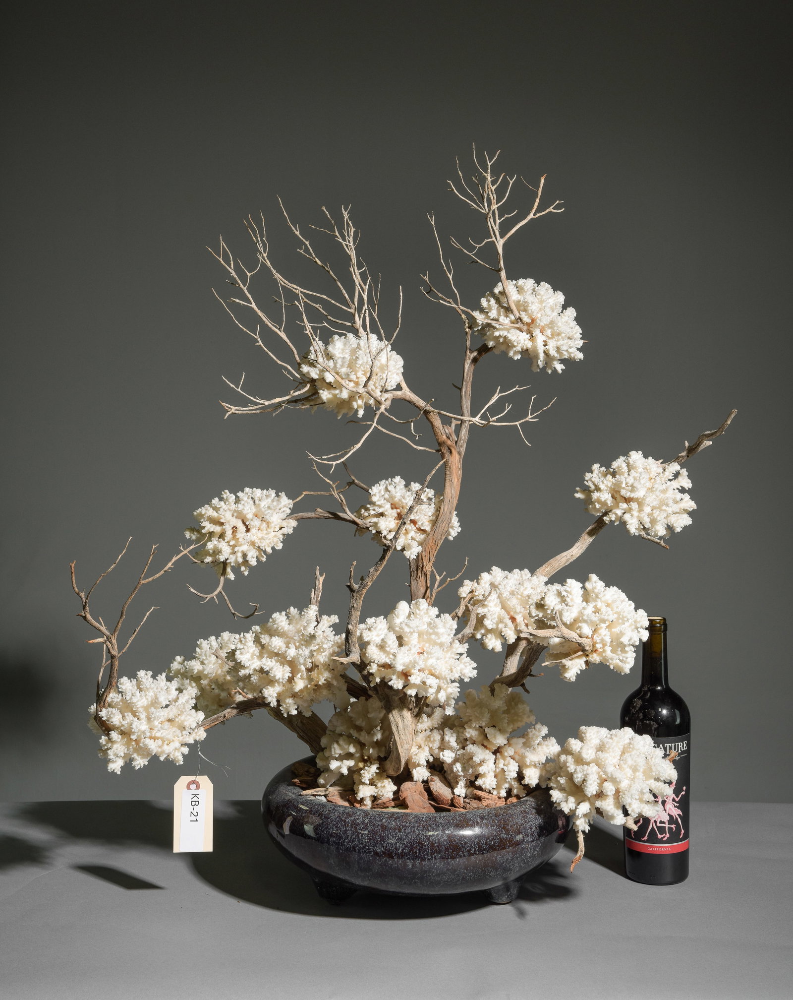 Coral "Bonsai" Plant: Coral "Bonsai" Plant - 33 in tall x 29 x 18