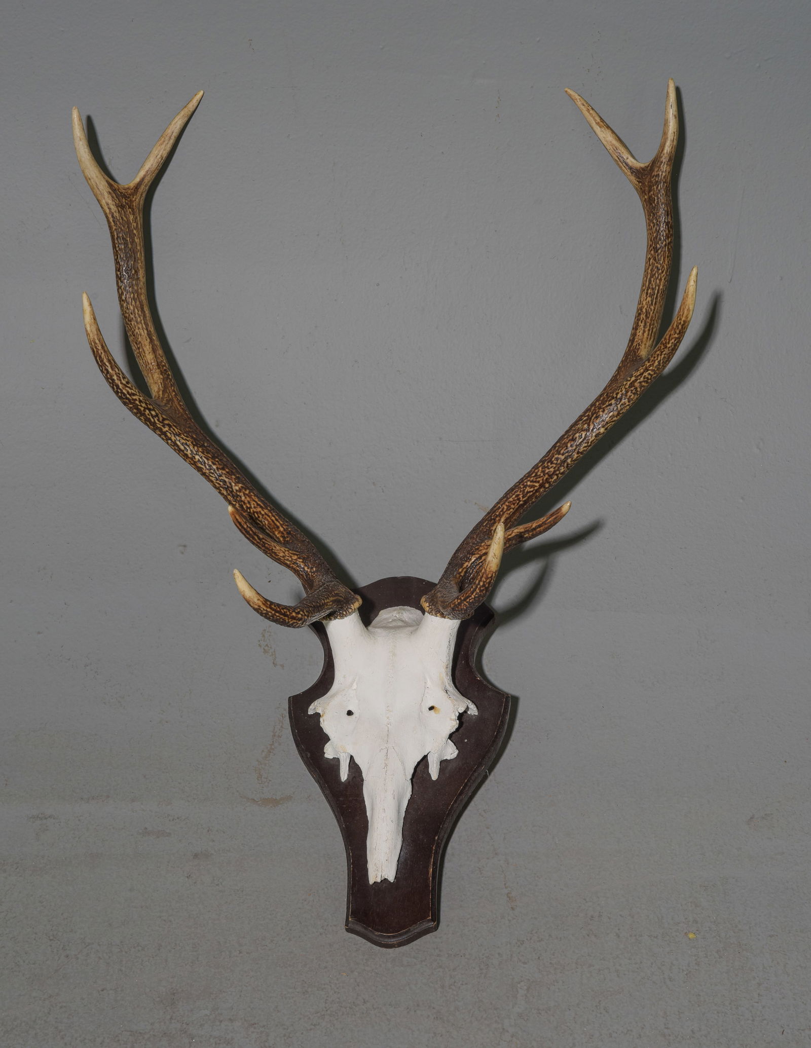 Red Stag 10 Point Antler Skull Mounted on Board (1 of 3)