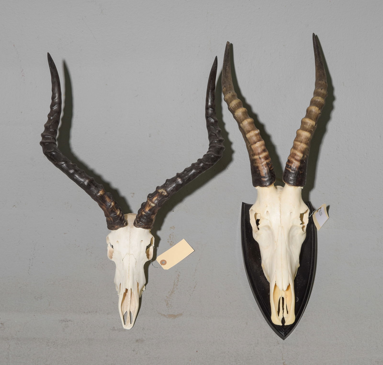 Ebros & Impala Horned Skull Mounts (1 of 4)