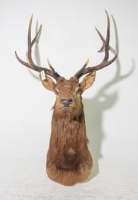 Large 11 Point Taxidermy Stag Head Mount