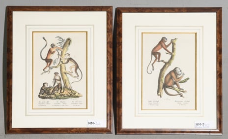 2 Framed Hand Colored Monkey Lithographs c.1840's