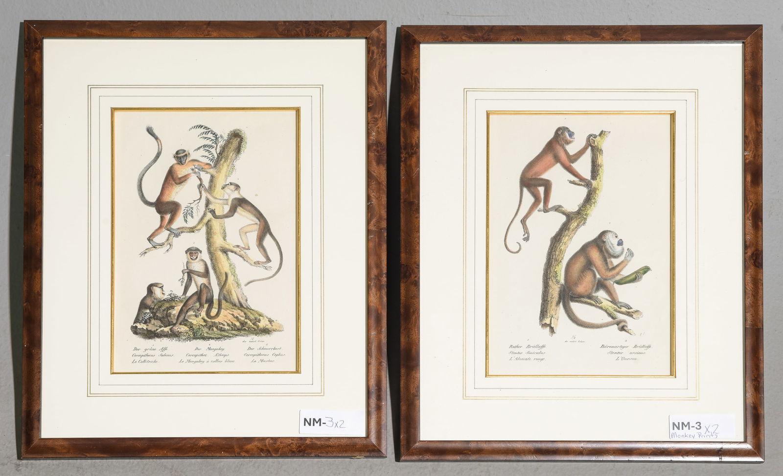 2 Framed Hand Colored Monkey Lithographs c.1840's (1 of 4)