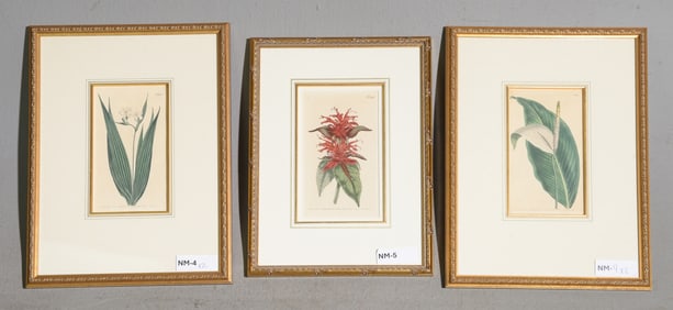 3pcs Framed Botanical Lithographs c.1800's