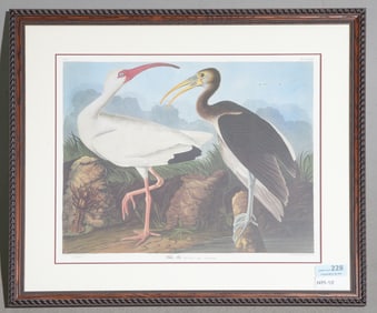 Framed White Ibis Engraving Plate CCXXII