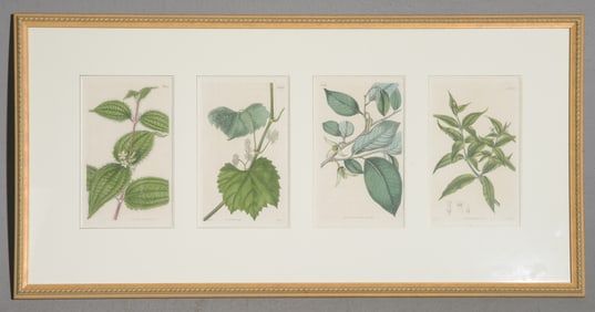 Framed Botanical Lithograph c.1800's