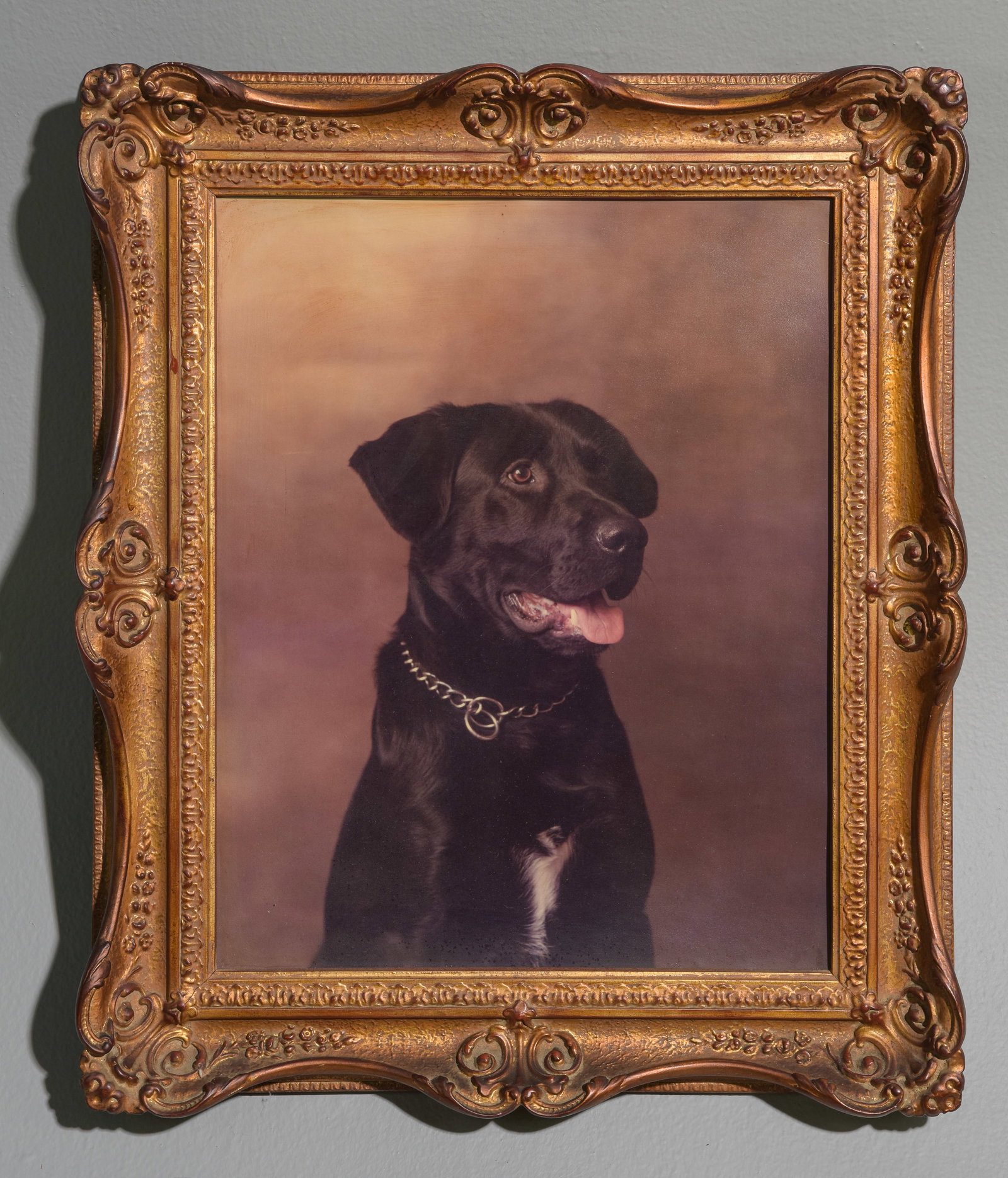 Gold Framed Labrador Portrait on Board (1 of 3)