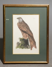 Framed " Kite Or Glead " Engraving Number V