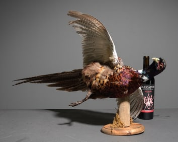 Taxidermy Common Ringneck Pheasant