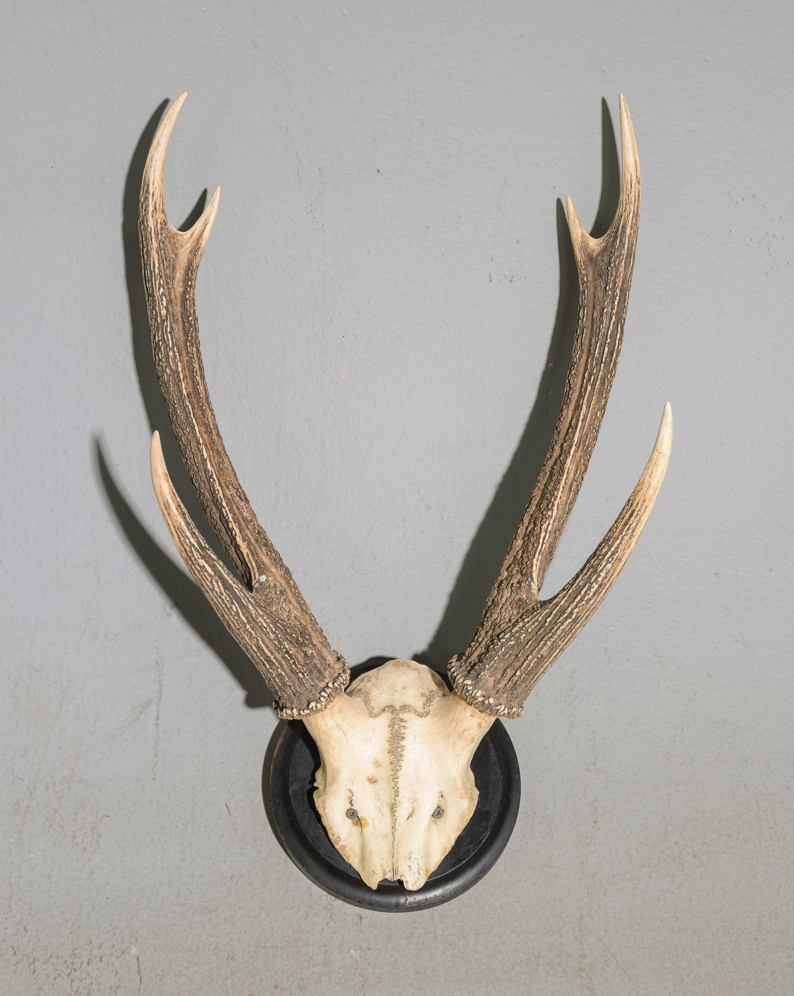 4 Point Stag / Buck Skull Wall Mount (1 of 4)