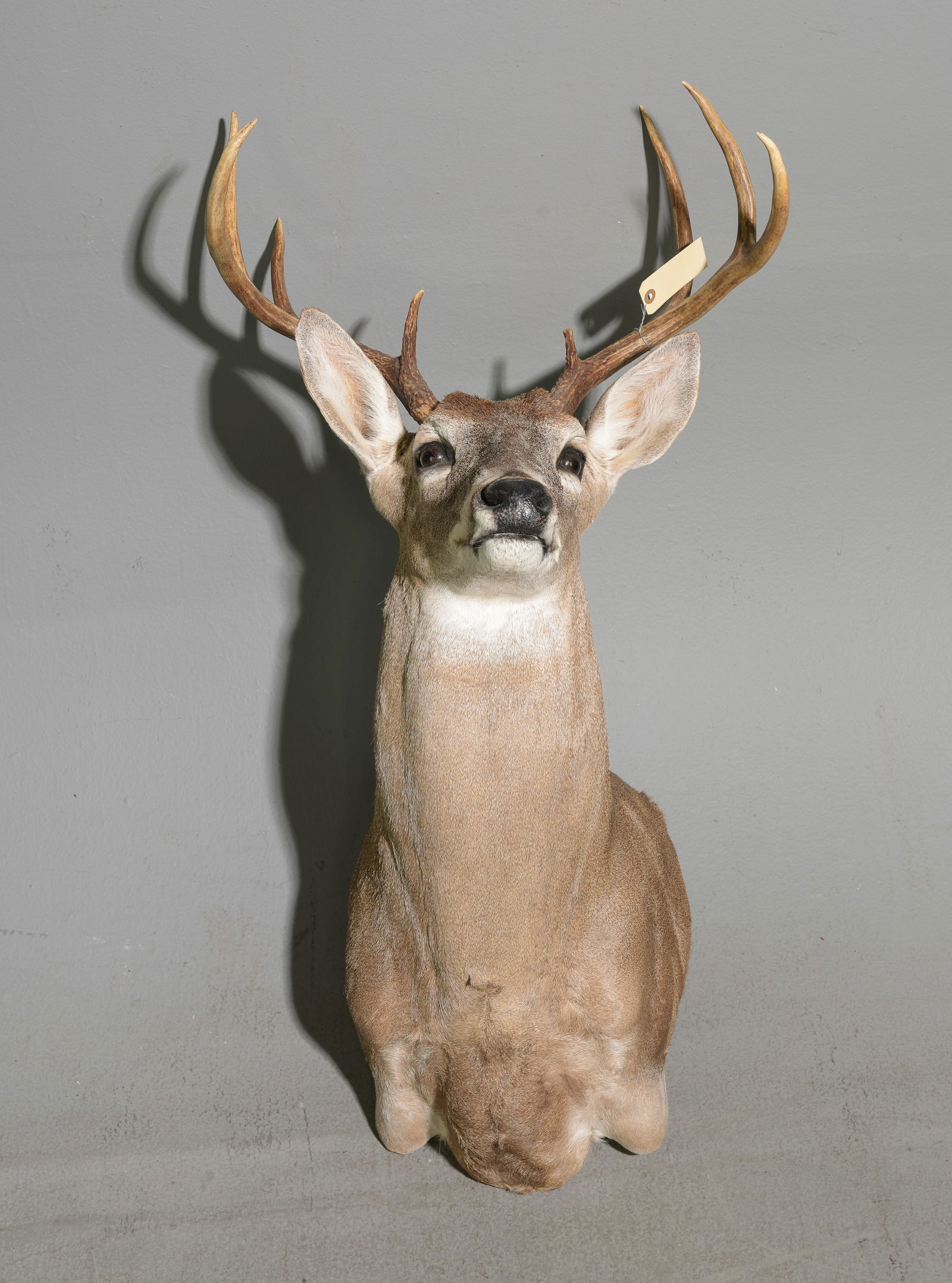 8 Point Taxidermy Buck / Stag Mount (1 of 4)