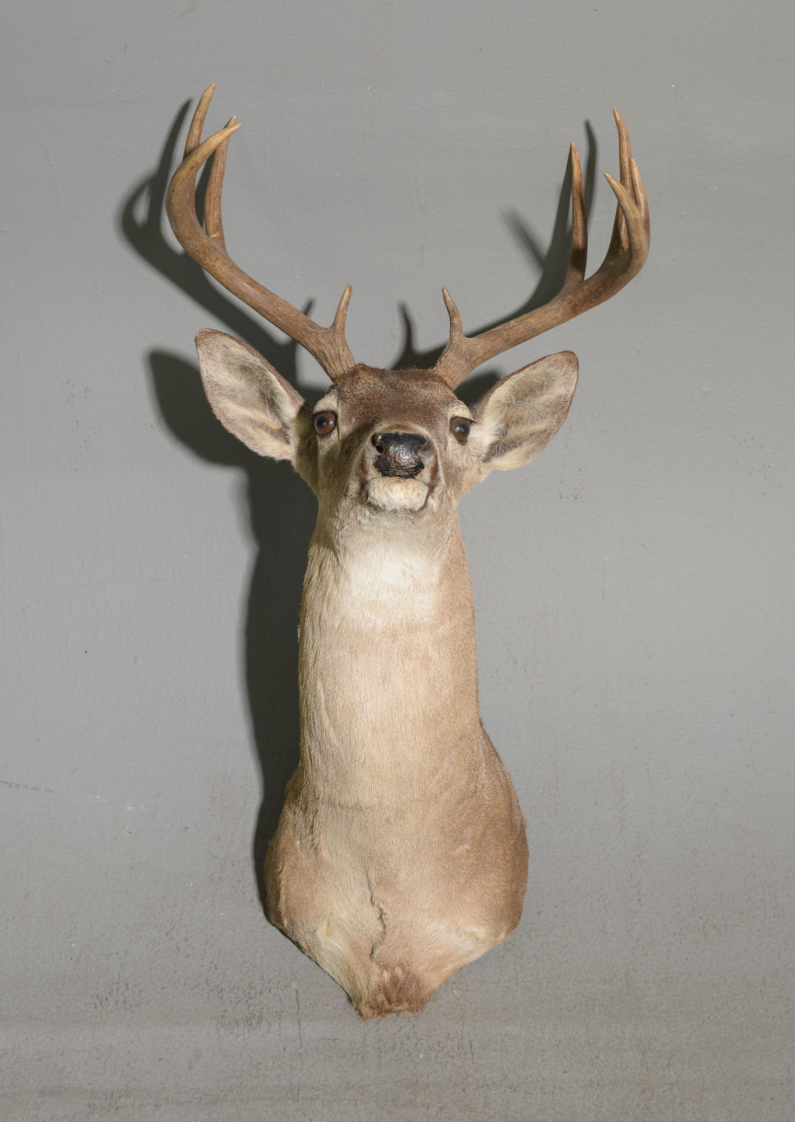 8 Point Taxidermy Buck / Stag Mount (1 of 4)
