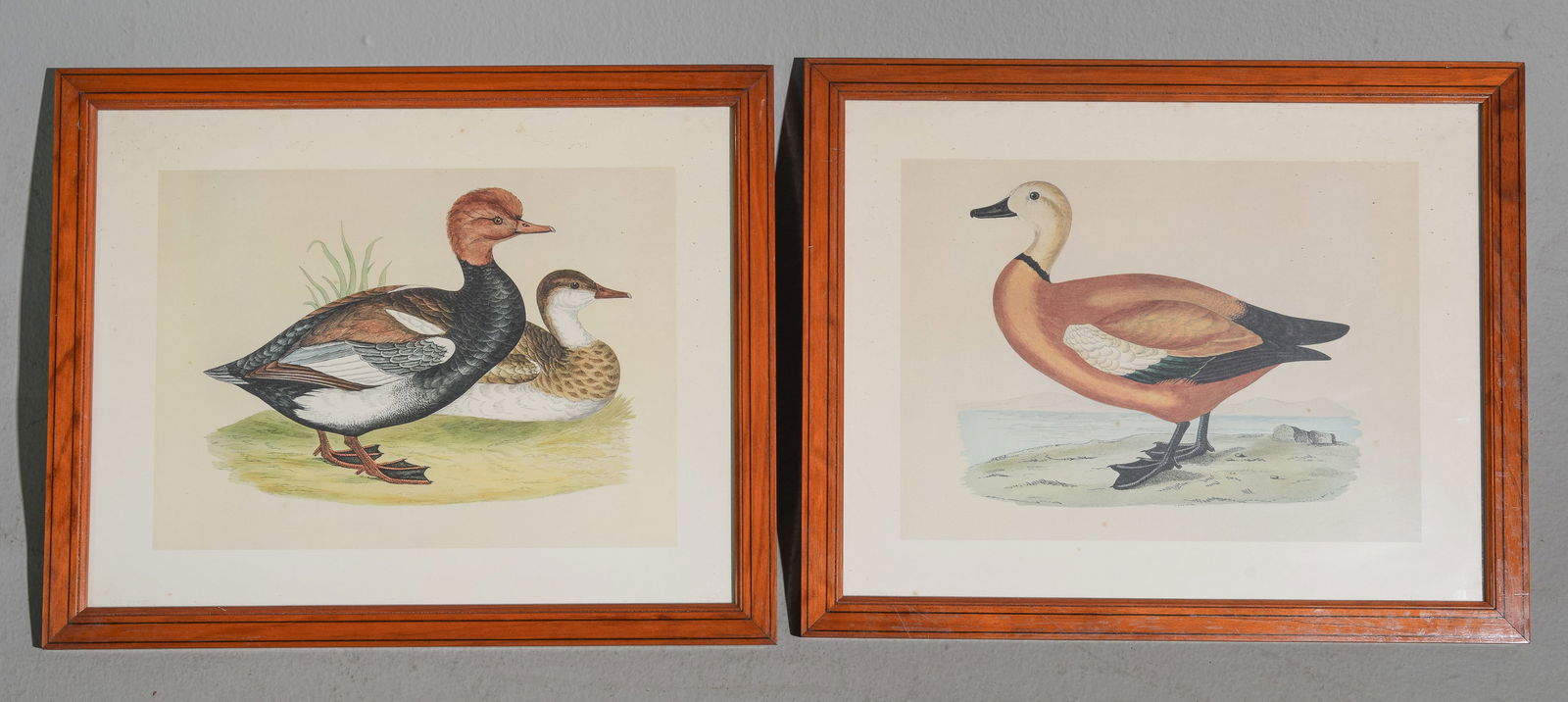 Two French Framed Duck Engravings / Lithographs (1 of 4)